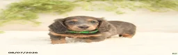 Miniature Dachshund dogs for sale: Lill - Ad 2