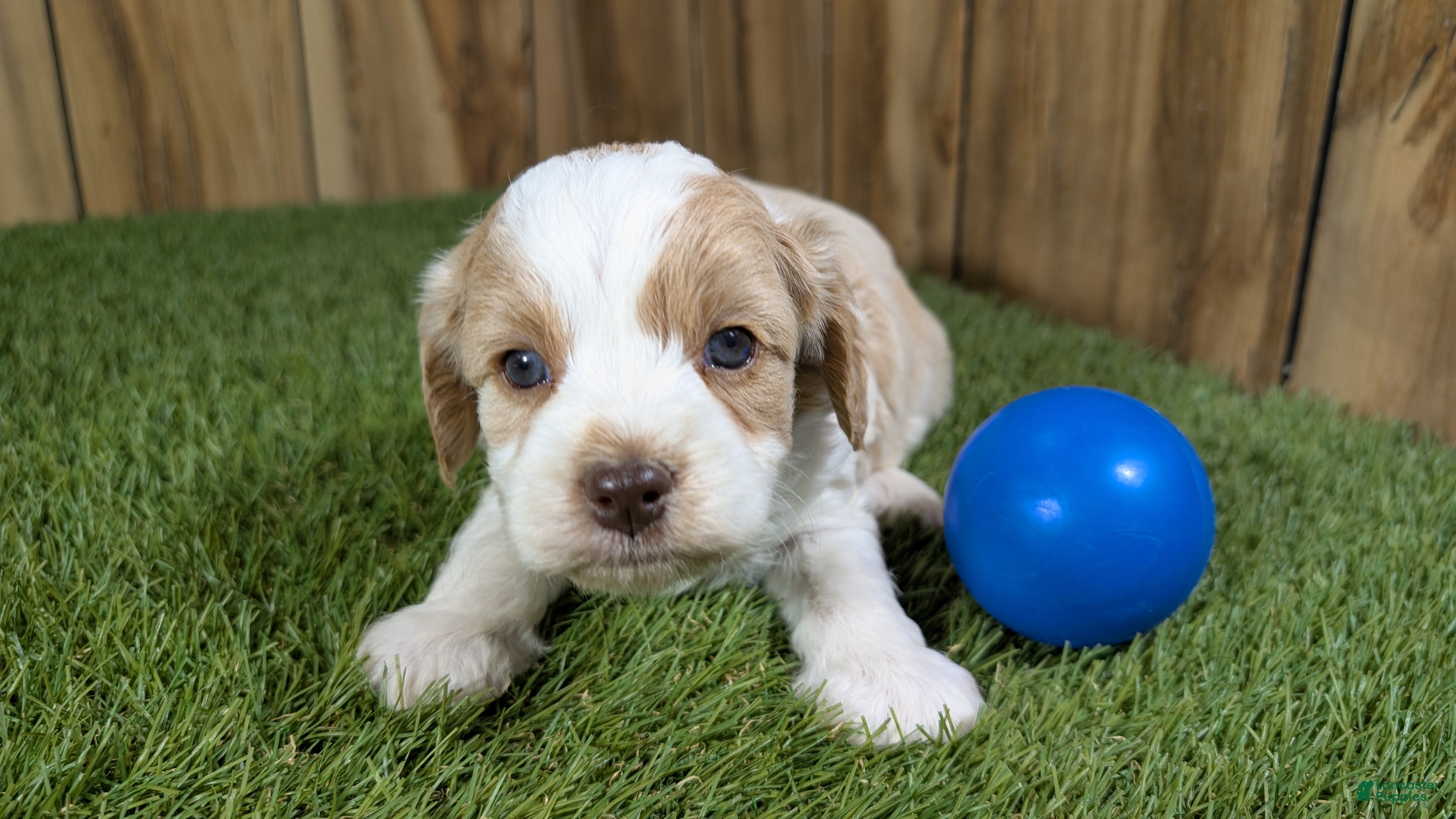 Cavapoo dogs for sale: Lizzy Boy 1 - Ad 19