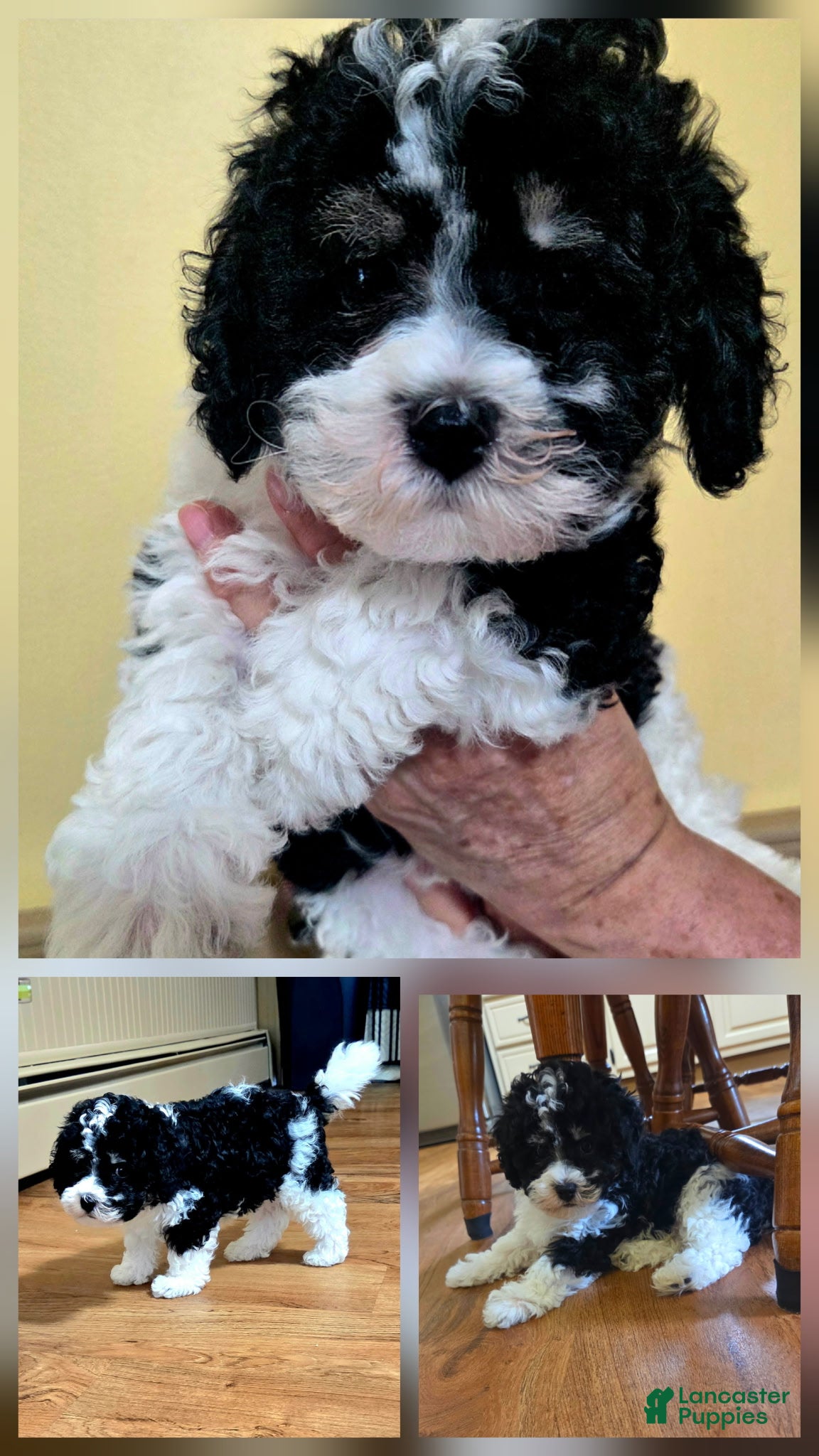Mixed Breed dogs for sale: Mixed Breed 1 - Ad 15
