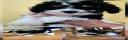 Mixed Breed dogs for sale: Mixed Breed 1 - Ad 1