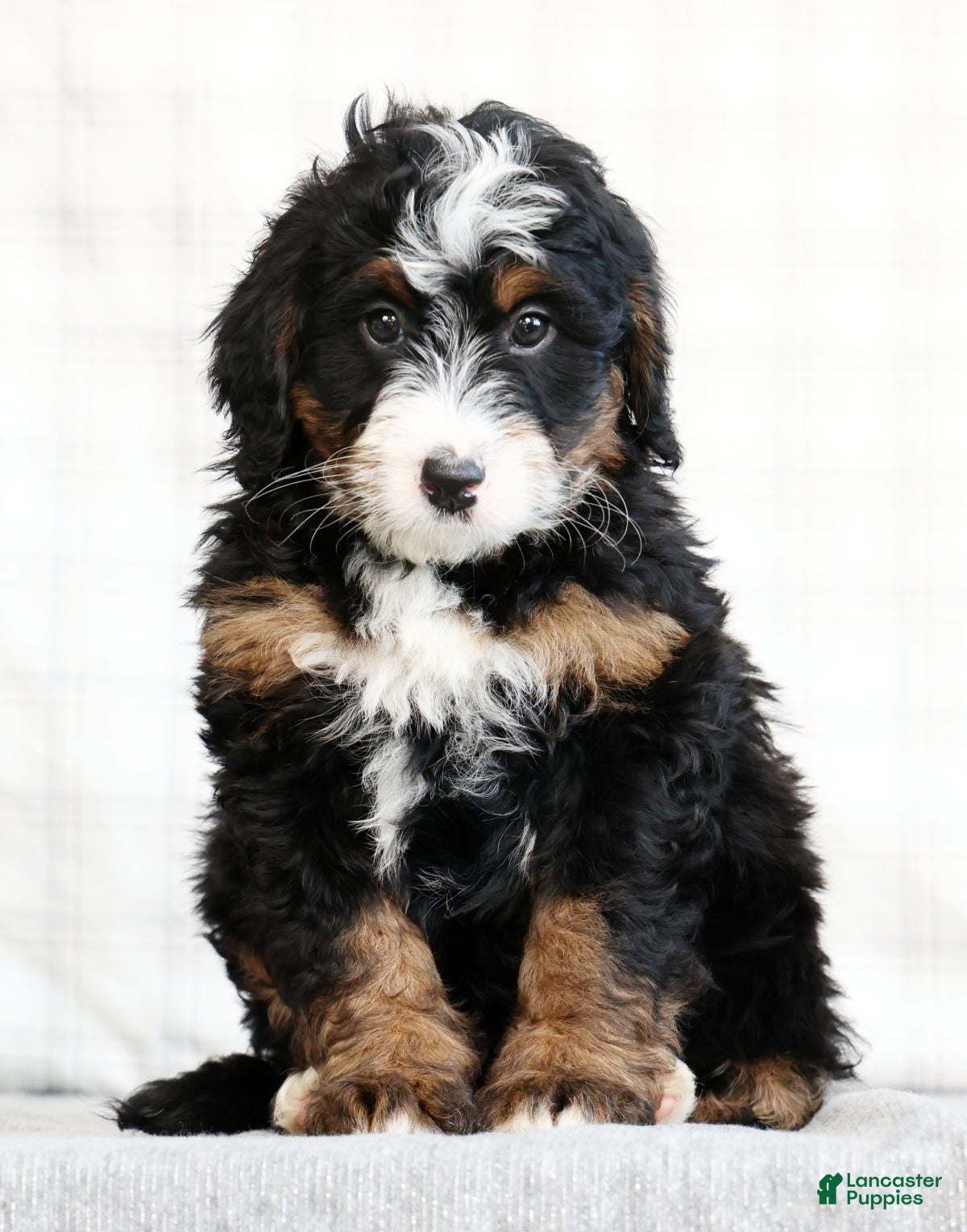 Mini Bernedoodle dogs Myrtle - Ad 2