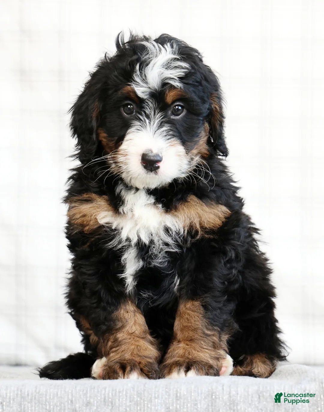 Mini Bernedoodle dogs for sale: Myrtle - Ad 2