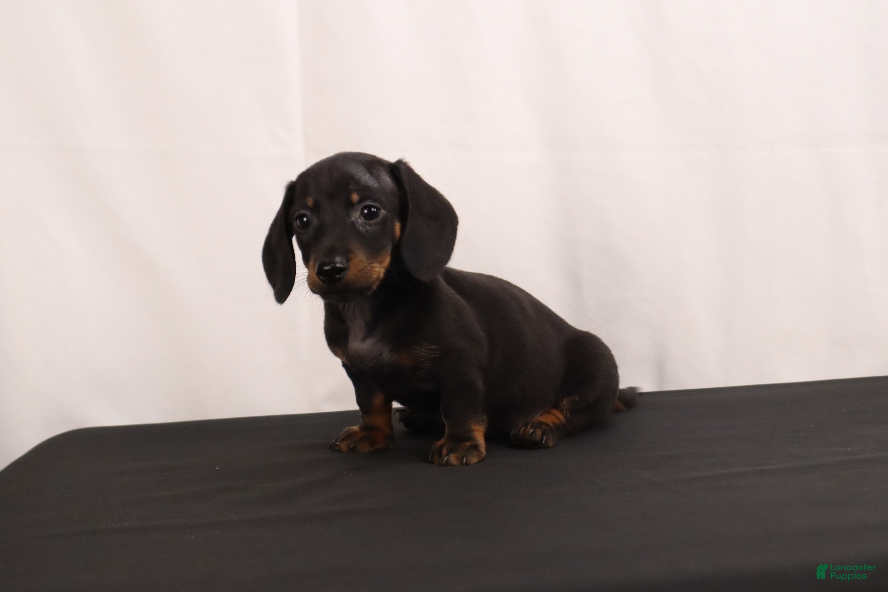 Dachshund dogs Lenard - Ad 2