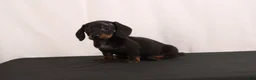 Dachshund dogs for sale: Lenard - Ad 2