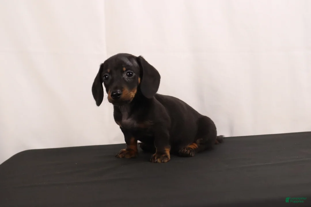 Dachshund dogs for sale: Lenard - Ad 2