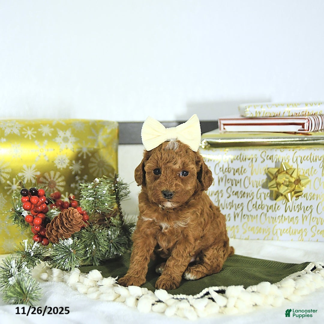 Toy Poodle dogs for sale: Ellie - Ad 10