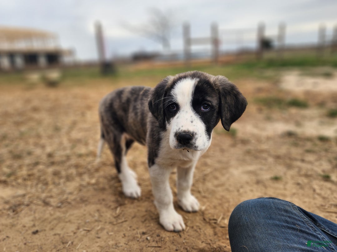Anatolian Shepherd dogs for sale: AKC Blue 2025 M2 ASD puppy - Ad 15