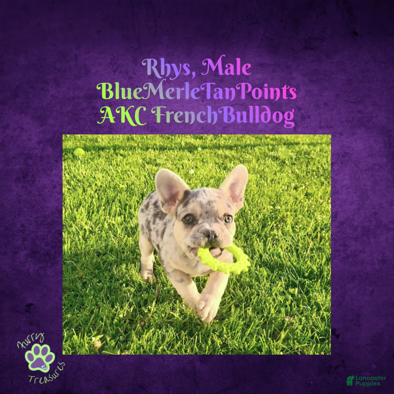 French Bulldog dogs Rhys, Male - Ad 10