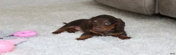 Miniature Dachshund dogs for sale: Olivia - Ad 11