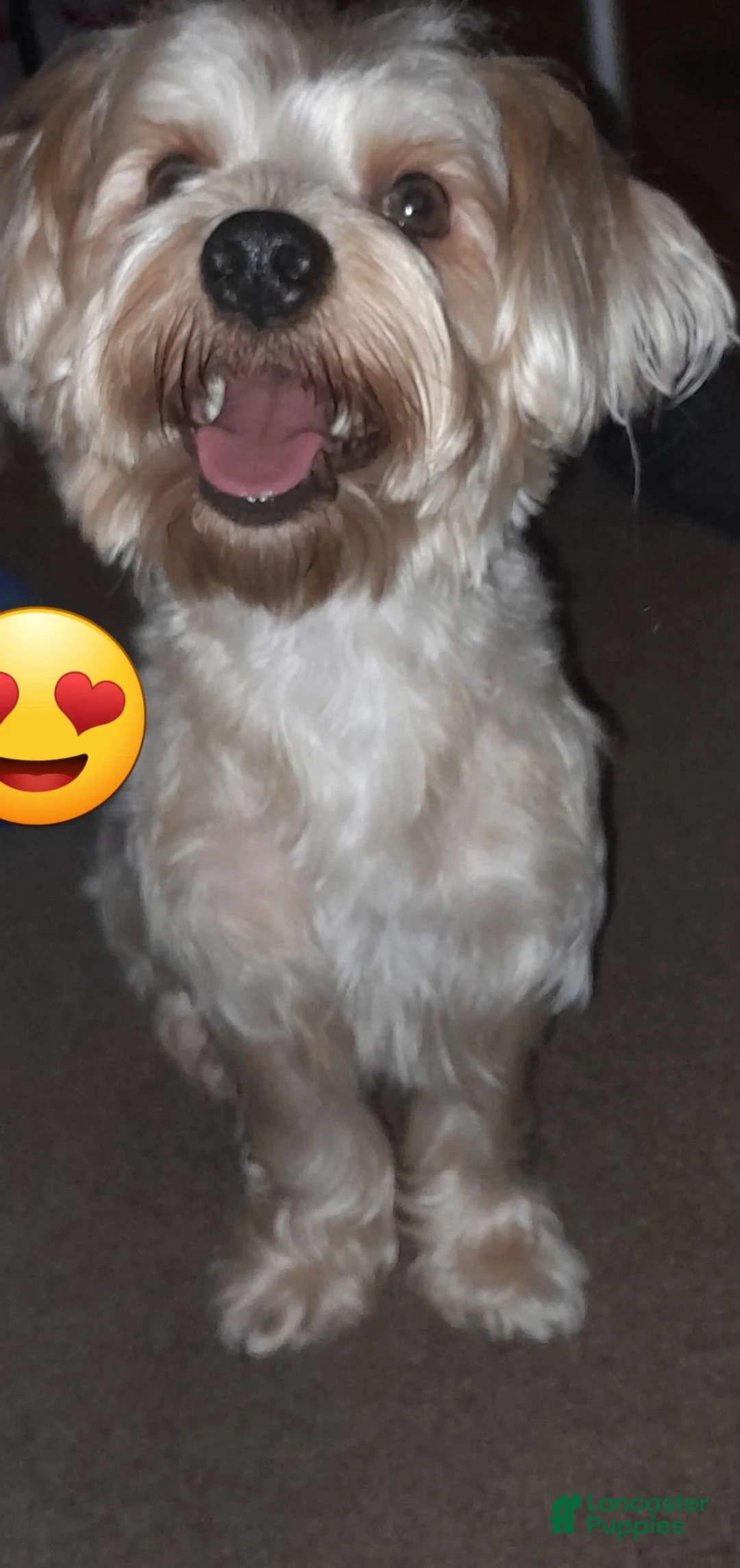 Gallery Image {{count}}