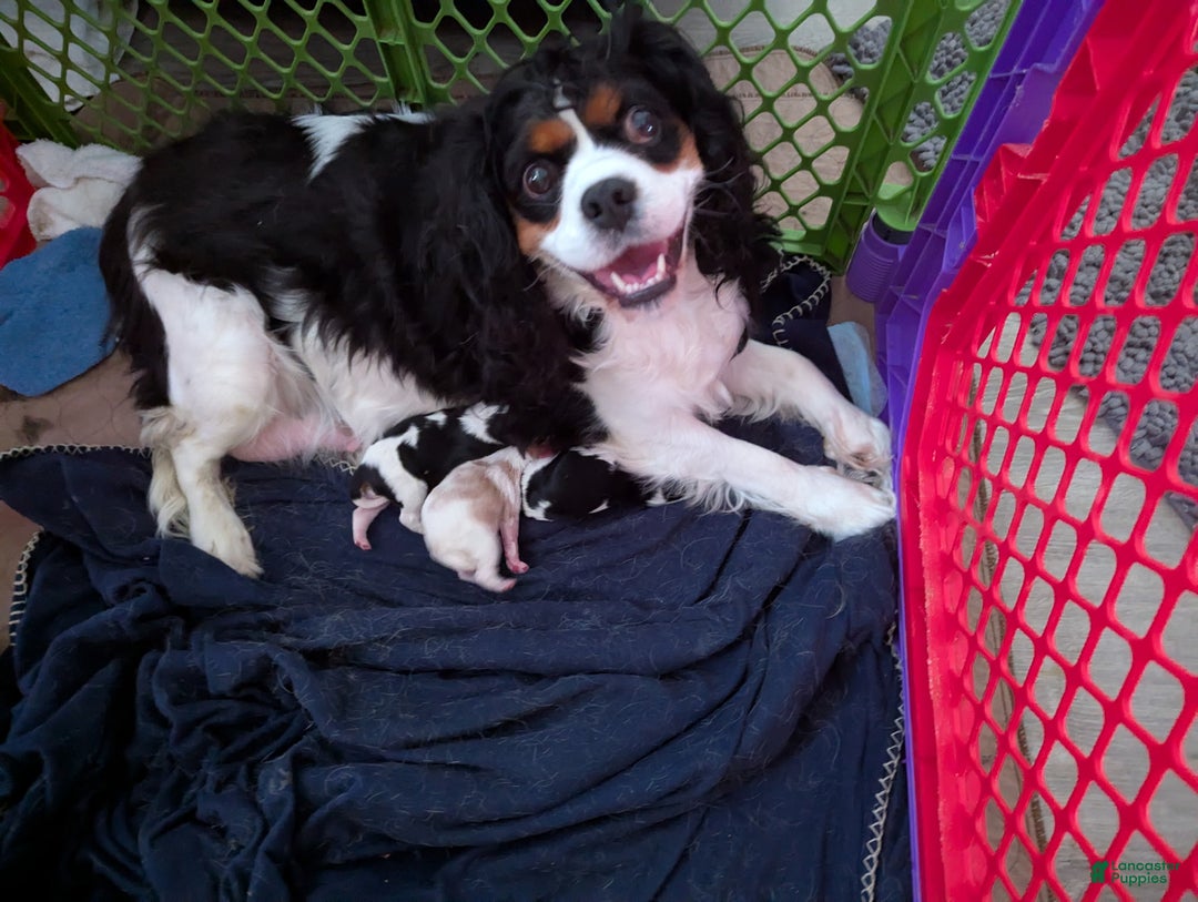Cavalier King Charles Spaniel dogs for sale: Cavalier King Charles Spaniel Puppy 2 - Ad 14