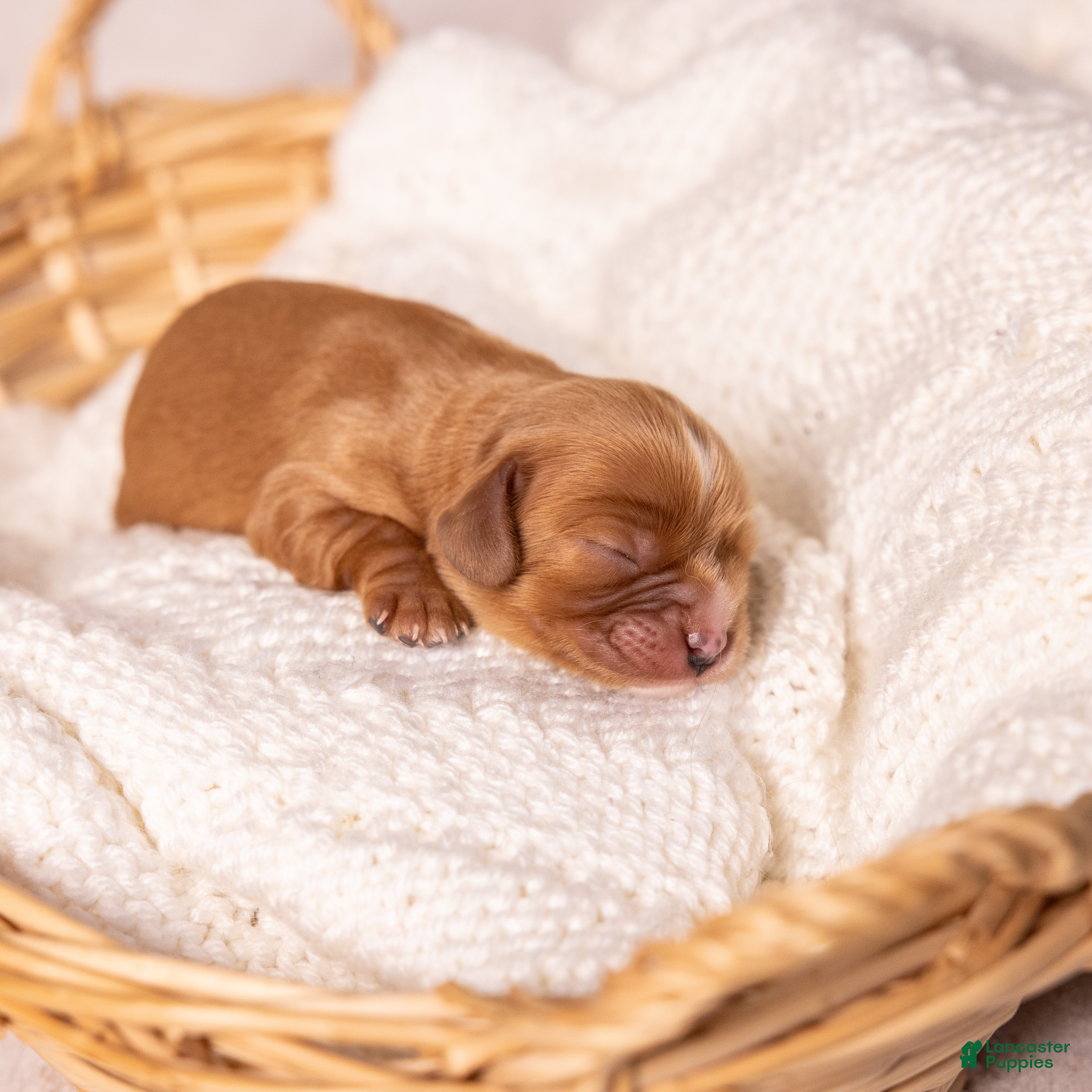 Cavalier King Charles Spaniel dogs Stella - Ad 1