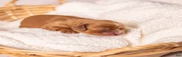 Cavalier King Charles Spaniel dogs for sale: Stella - Ad 1