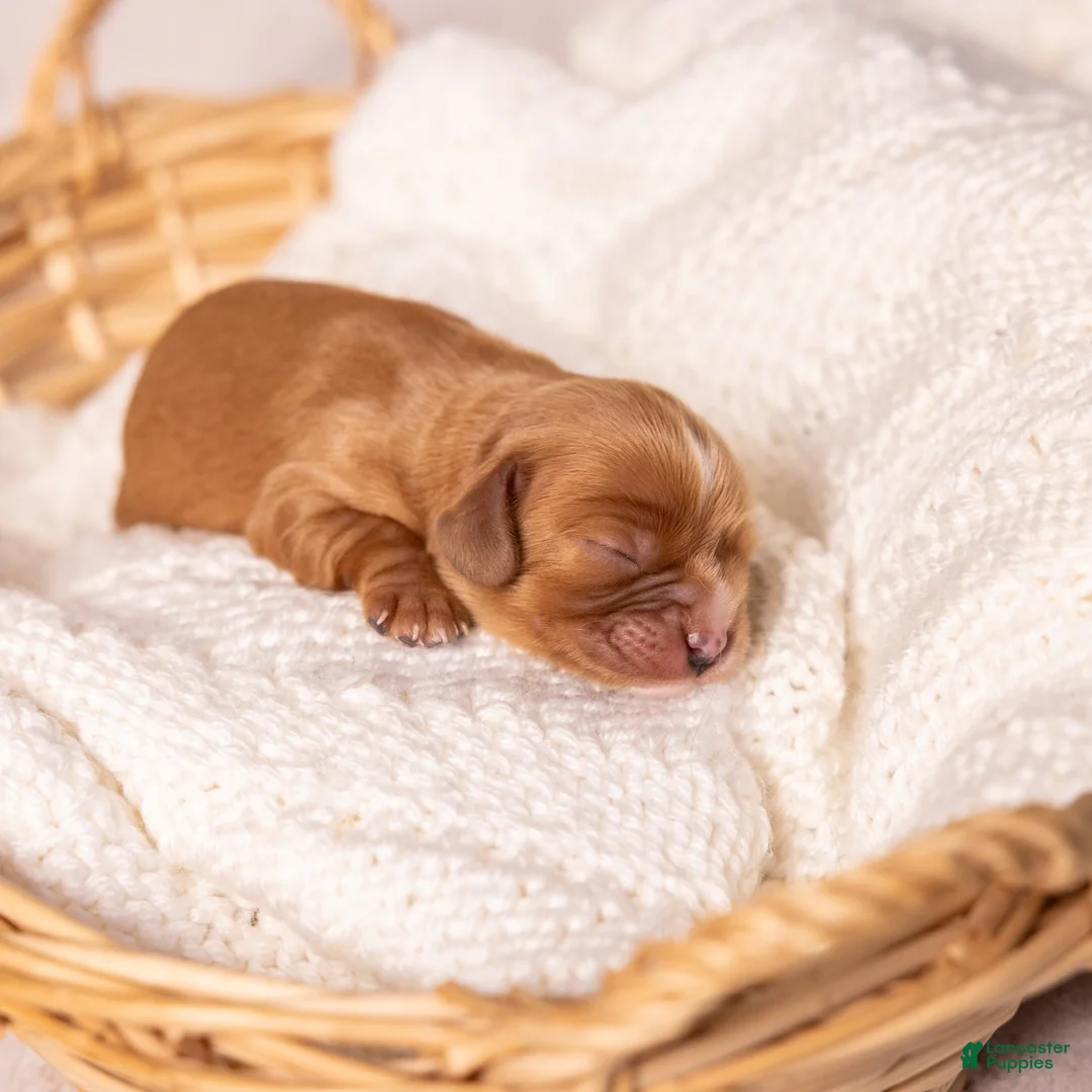 Cavalier King Charles Spaniel dogs for sale: Stella - Ad 1
