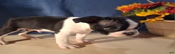Boston Terrier dogs for sale: Eric - Ad 2