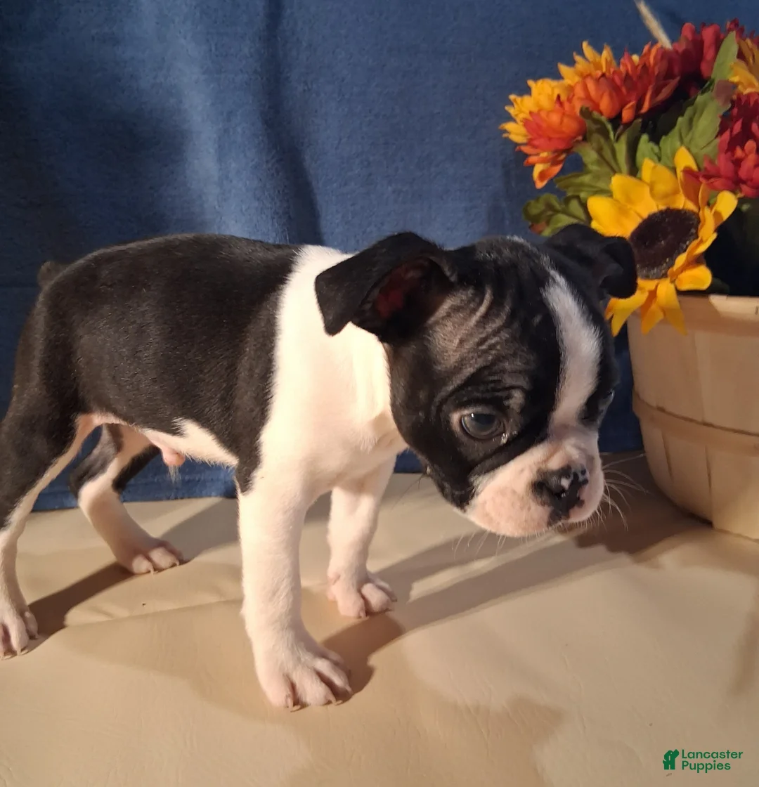 Boston Terrier dogs for sale: Eric - Ad 2