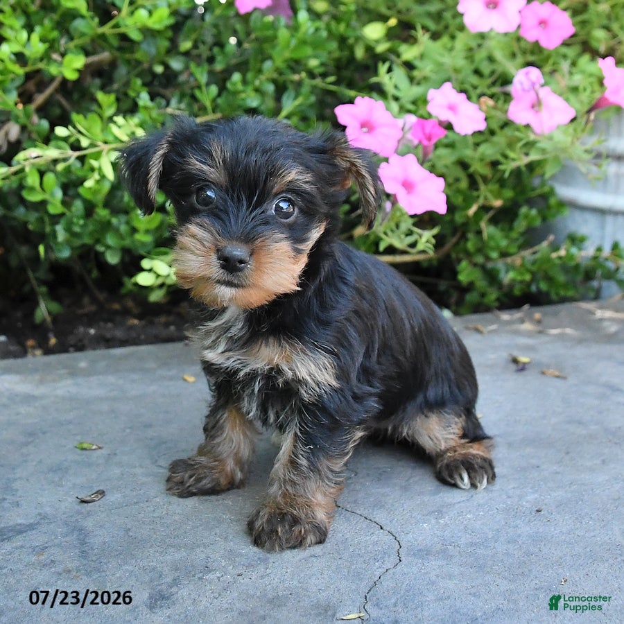 Yorkshire Terrier dogs Luna - Ad 2