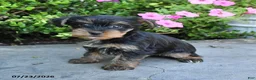 Yorkshire Terrier dogs for sale: Luna - Ad 2