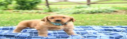 Golden Retriever dogs for sale: Carolina - Ad 5