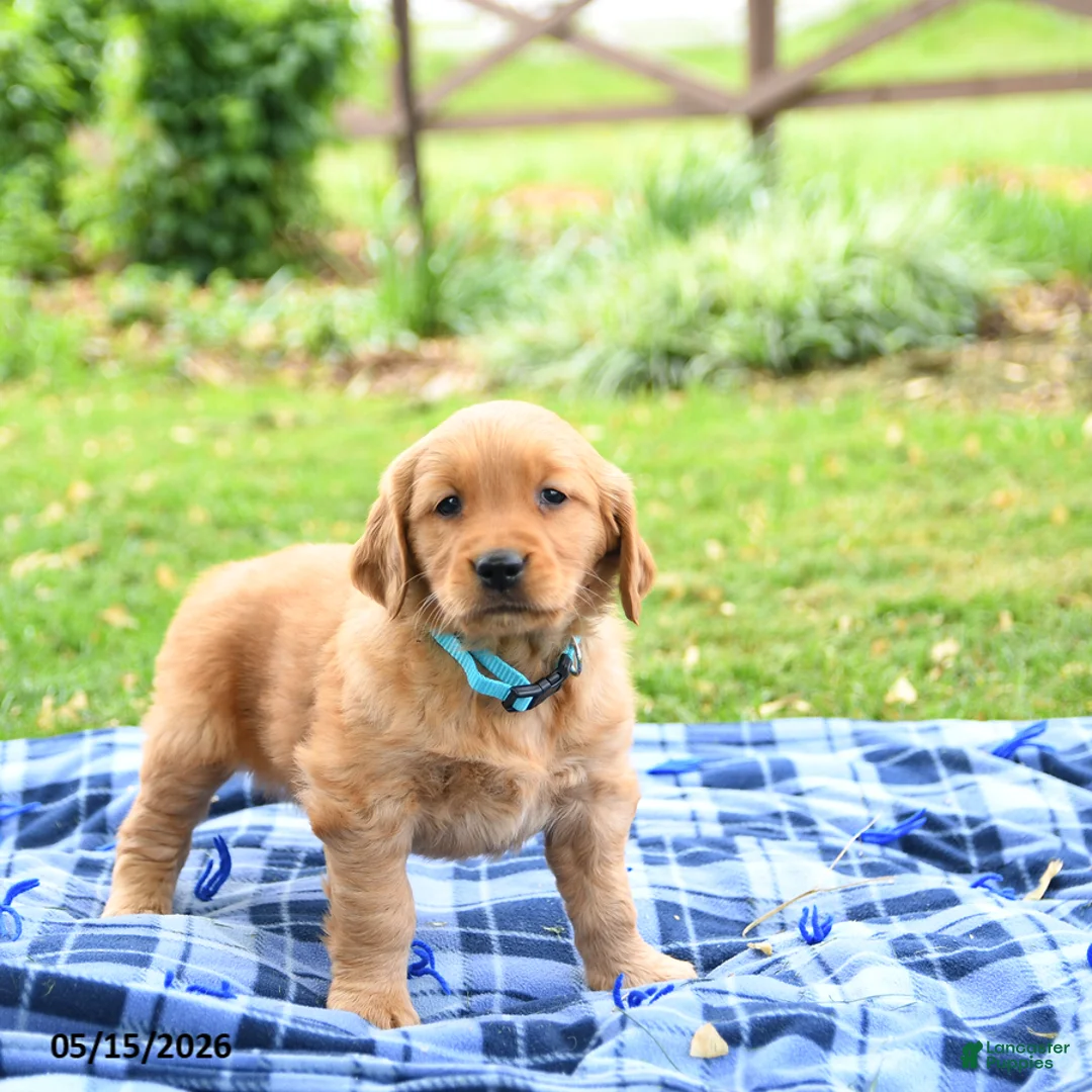 Golden Retriever dogs for sale: Carolina - Ad 5