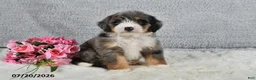 Mini Bernedoodle dogs for sale: Cody - Ad 3