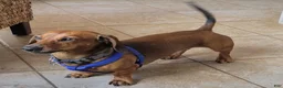 Dachshund dogs for sale: Dachshund 1 - Ad 3