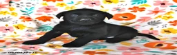 Labrador Retriever dogs for sale: Coffee - Ad 3