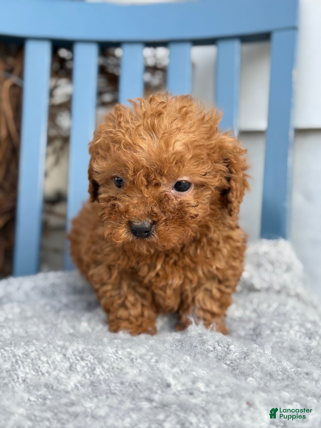 Toy Poodle dogs for sale: Otis - Ad 3