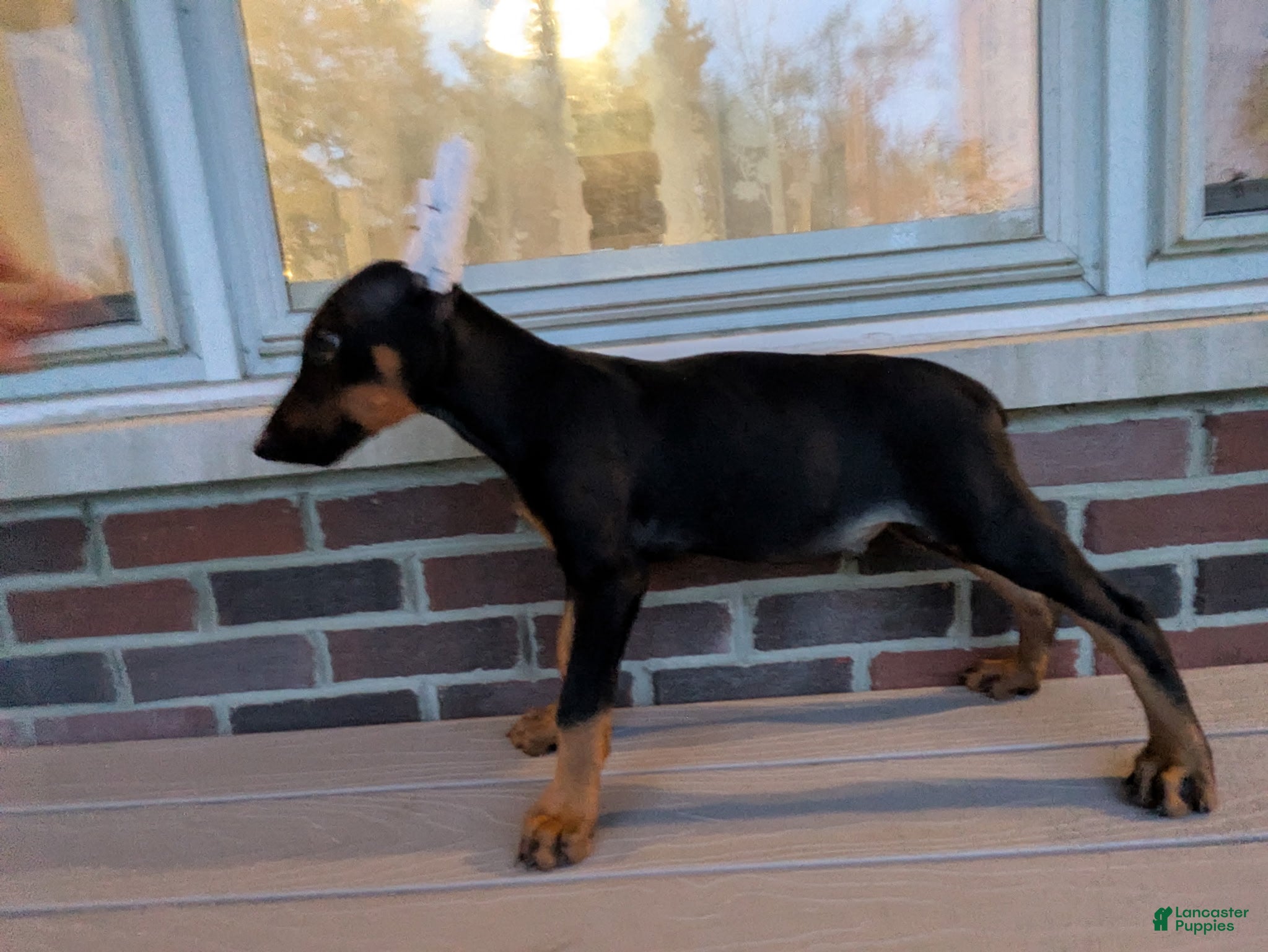 Doberman Pinscher dogs Angel - Ad 1