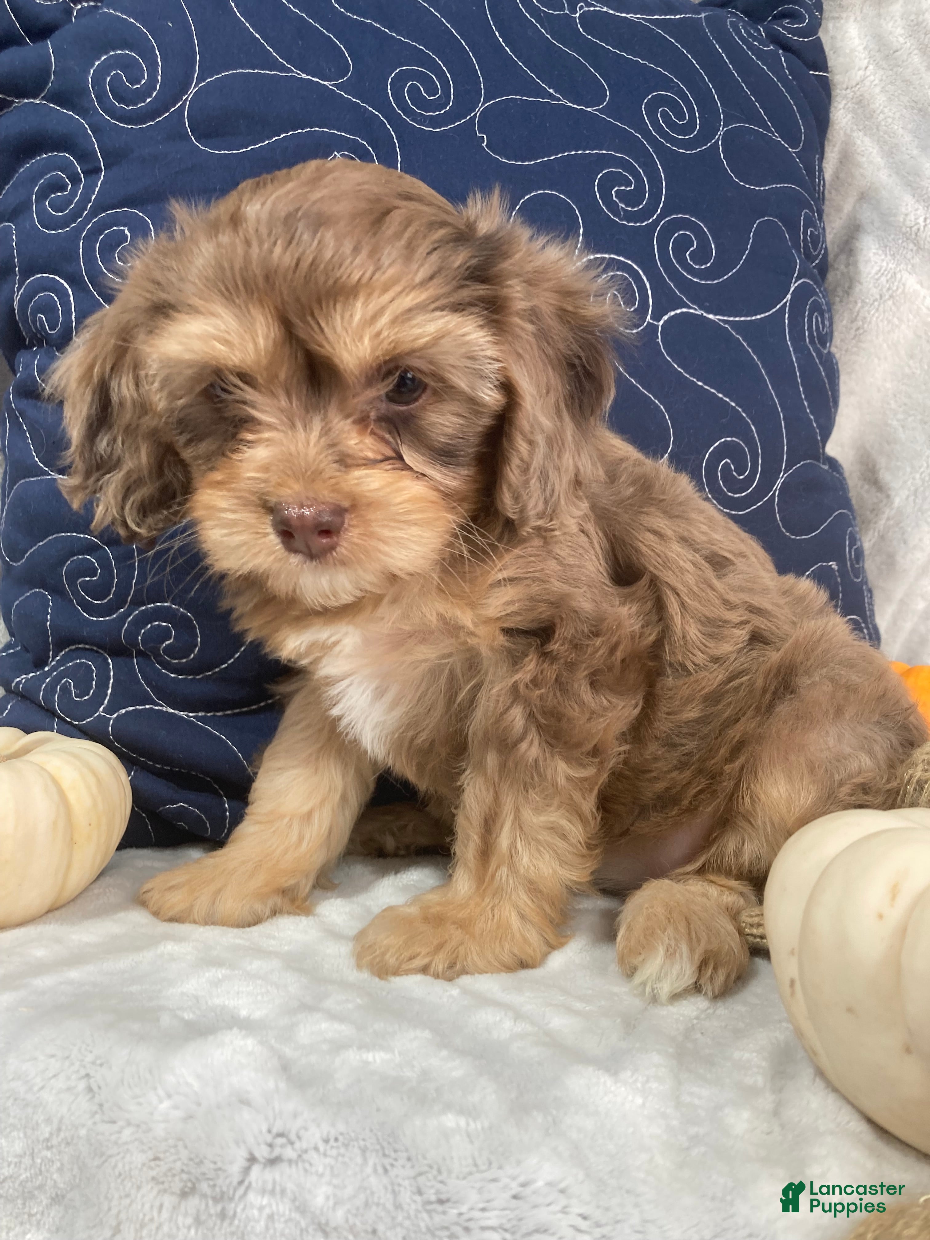 Cavapoo dogs for sale: Nevaeh - Ad 1