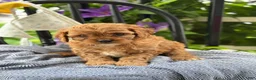Cavapoo dogs for sale: Judd - Ad 13