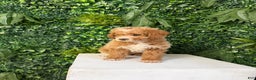 Mini Goldendoodle dogs for sale: Polly - Ad 4