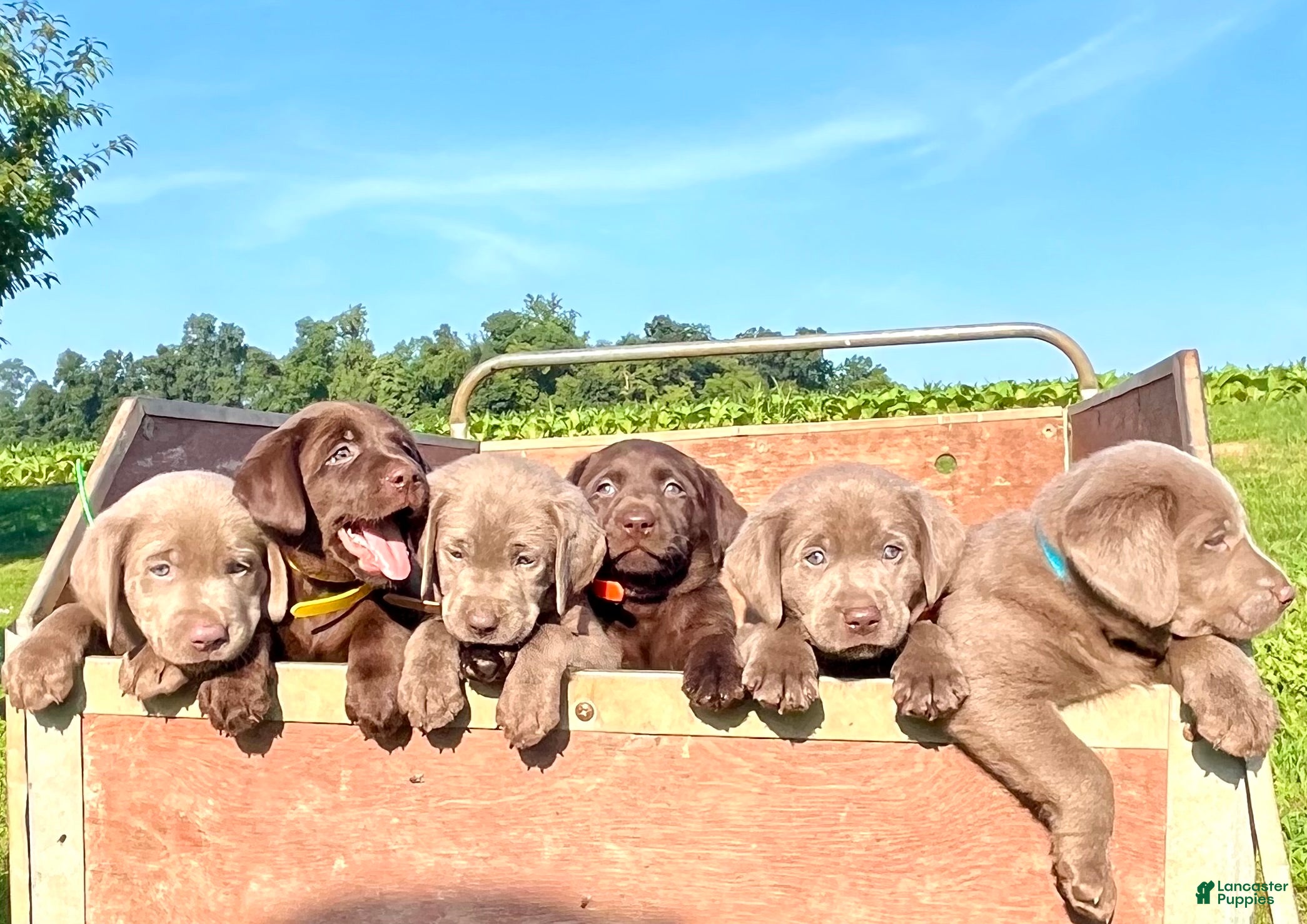 Labrador Retriever dogs TAFFY❤️AKC Hip Cert pink  - Ad 2