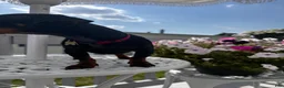 Miniature Dachshund dogs for sale: Cash - Ad 1