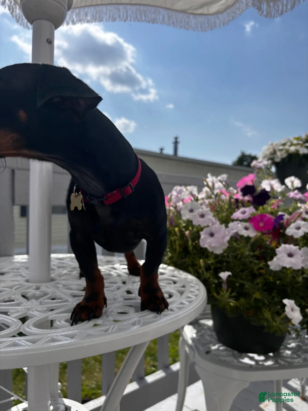 Miniature Dachshund dogs for sale: Cash - Ad 1
