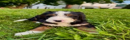 Bernedoodle dogs for sale: Ellie - Ad 5