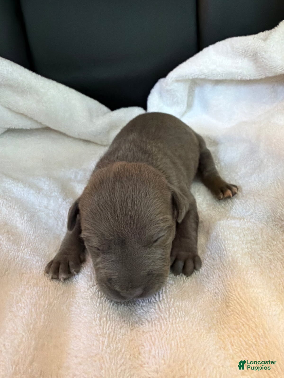 American Bully dogs Lydia - Ad 1