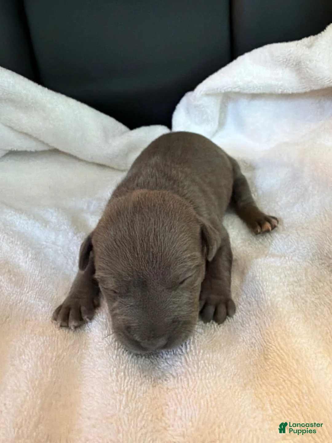 American Bully dogs for sale: Lydia - Ad 1
