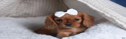 Cavalier King Charles Spaniel dogs for sale: Paisley - Ad 13