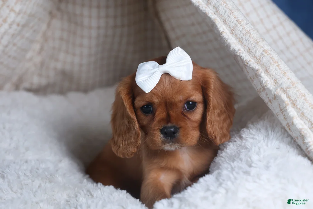Cavalier King Charles Spaniel dogs for sale: Paisley - Ad 13