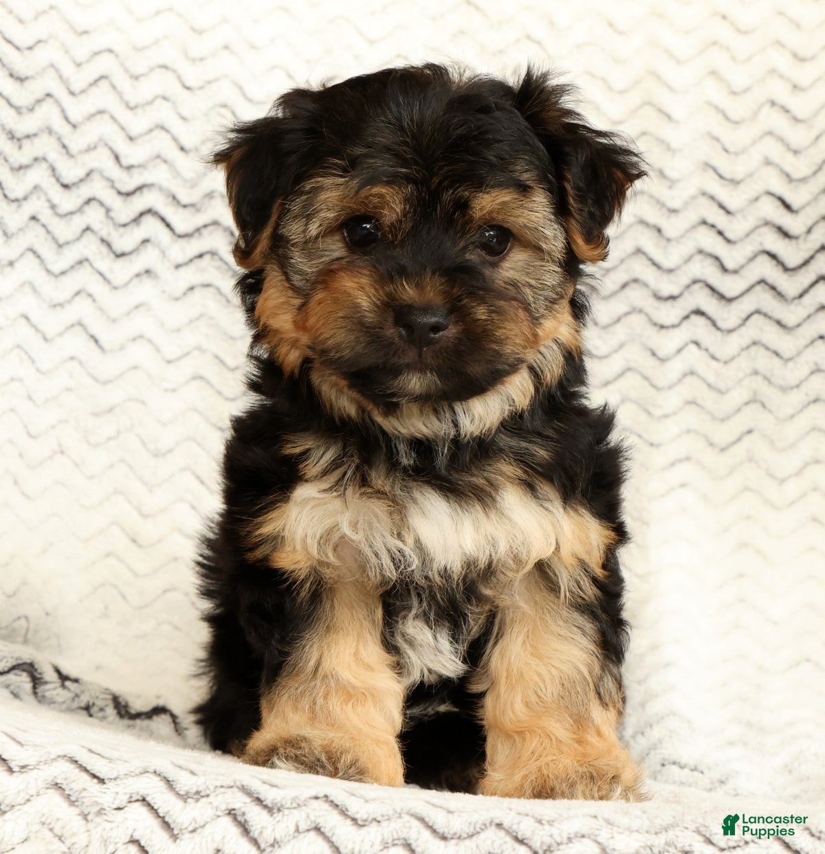 Yochon dogs Charles - Ad 1