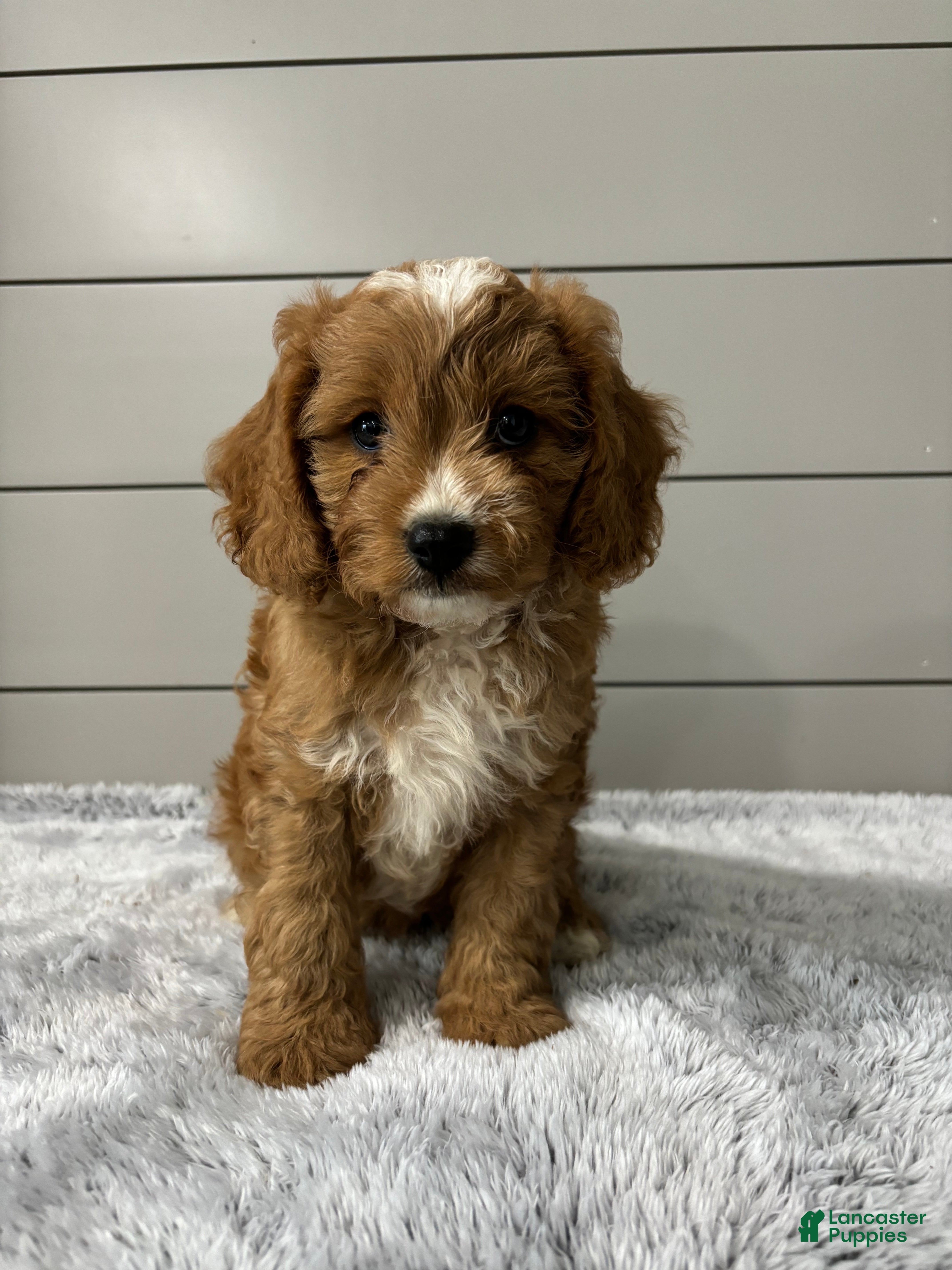 Cavapoo dogs Oscar - Ad 1