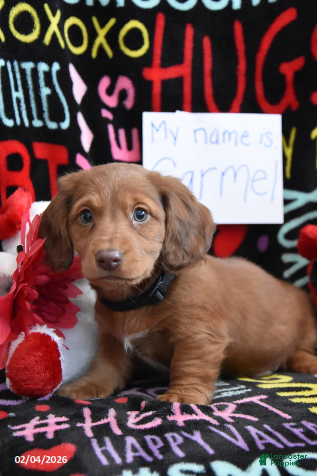 Miniature Dachshund dogs for sale: Carmel - Ad 1
