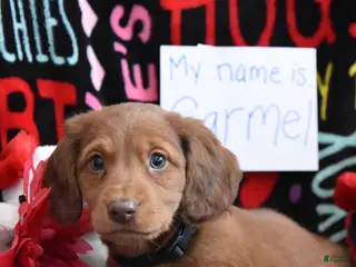 Miniature Dachshund dogs Carmel - Ad 42