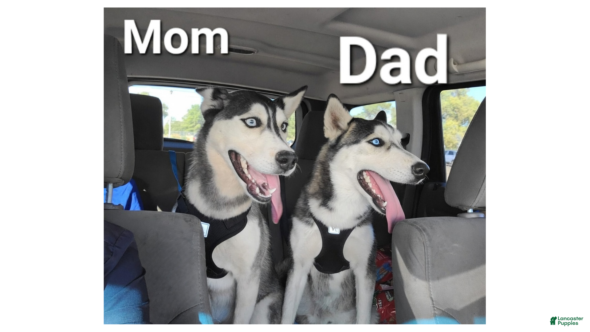 Siberian Husky dogs Blue - Ad 2