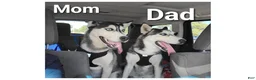 Siberian Husky dogs for sale: Blaze - Ad 2