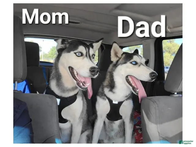 Siberian Husky dogs for sale: Nala - Ad 2