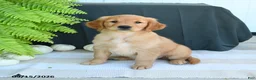 Golden Retriever dogs for sale: Wren - Ad 1