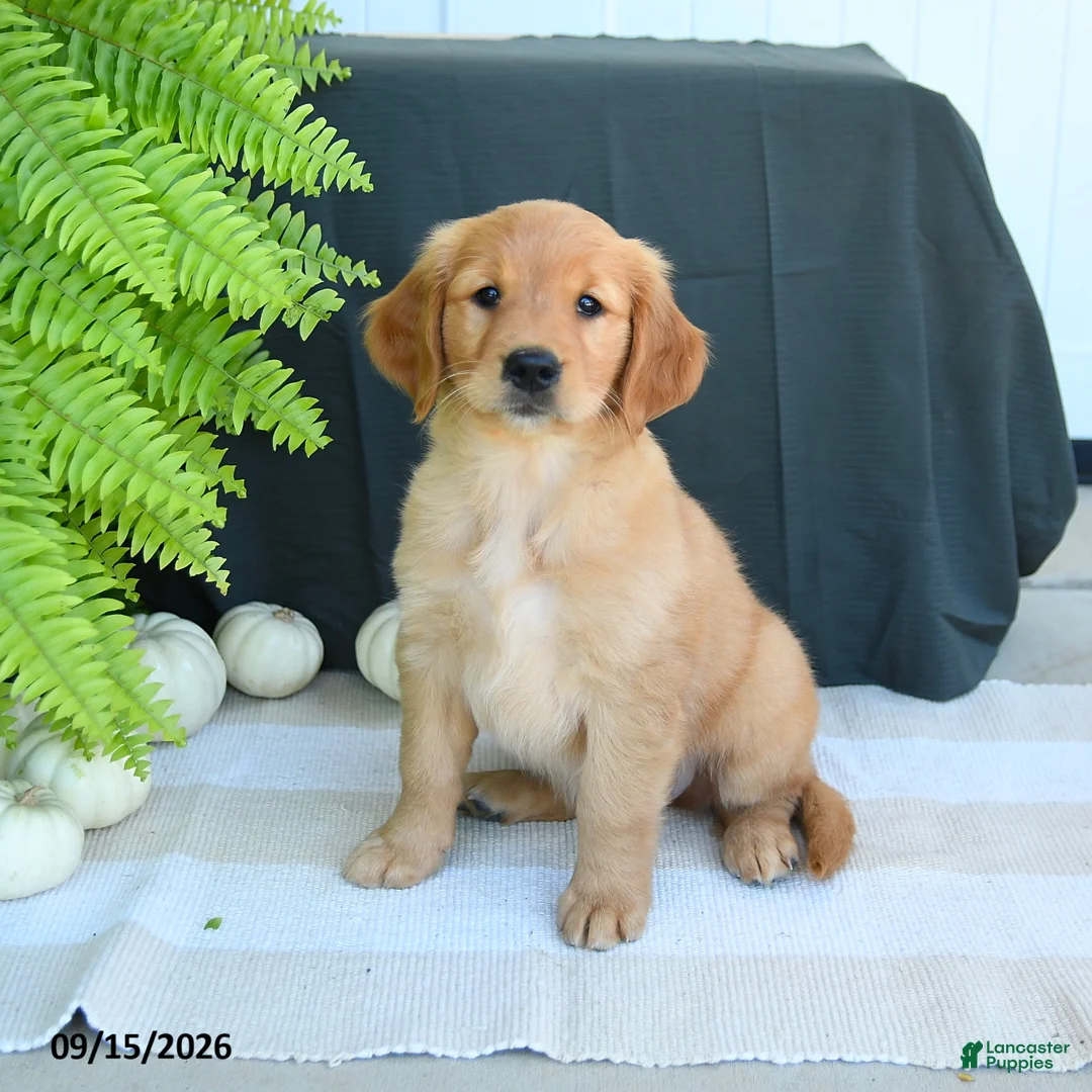 Golden Retriever dogs for sale: Wren - Ad 1