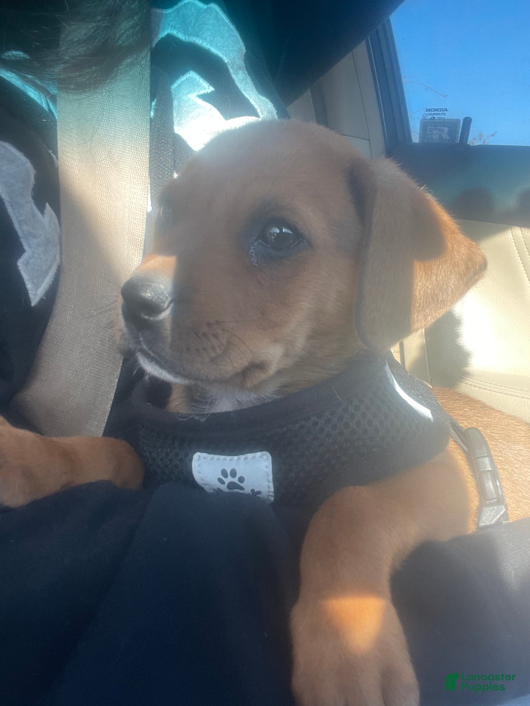 Mixed Breed dogs for sale: Mixed Breed Puppy 1 - Ad 1